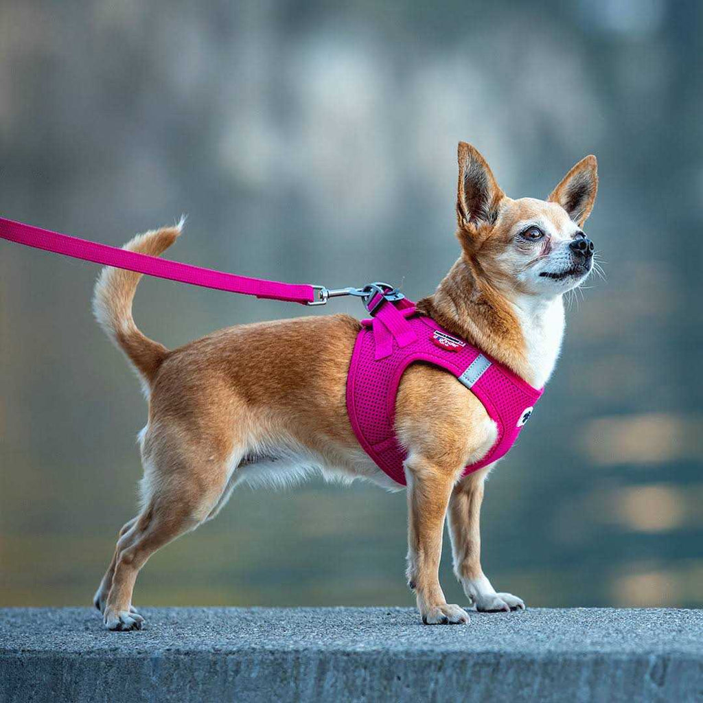 Air-Mesh Dog Harness W123525