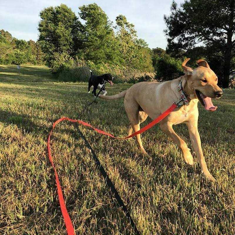 Dog Leash Z33842