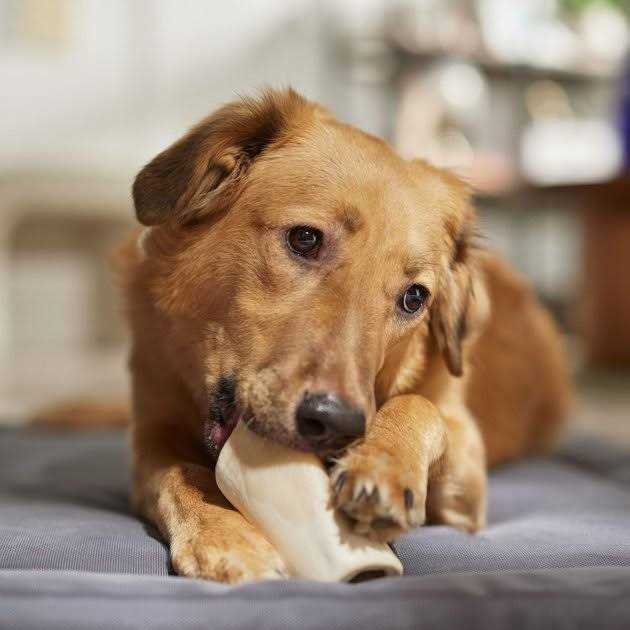 Peanut Butter Flavored Filled Bone Dog Treats X841438