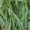 50 lbs. Pasture Grass Seed F966299