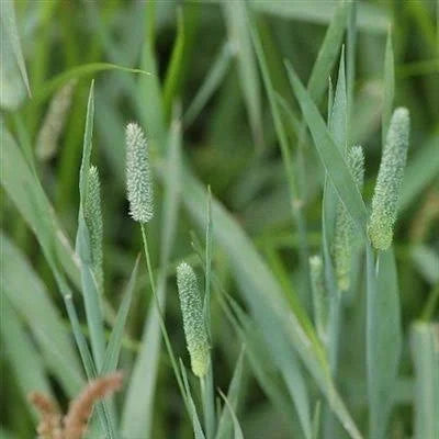 50 lbs. Pasture Grass Seed F966299
