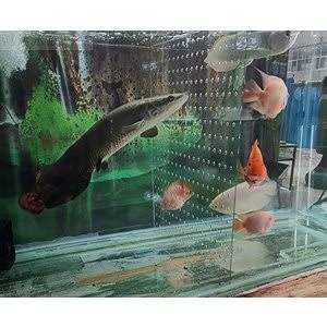 Acrylic Divider with Suction Cups I1174