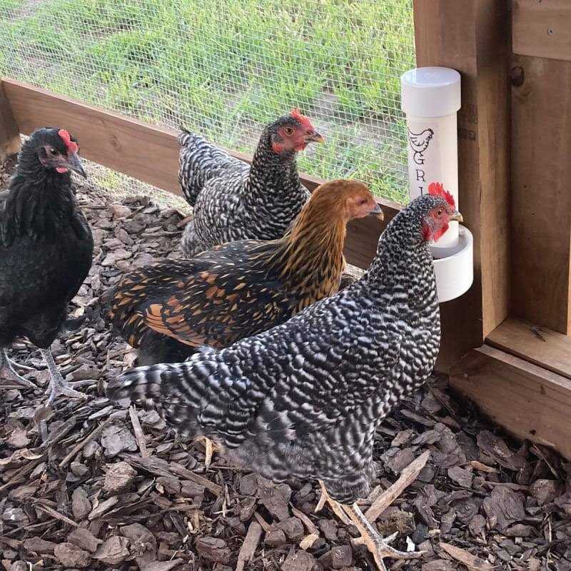 Cherry Stone Poultry Grit J791