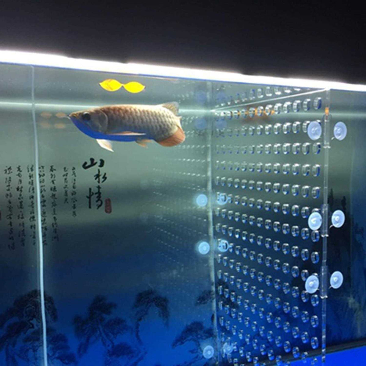 Acrylic Divider with Suction Cups I1174